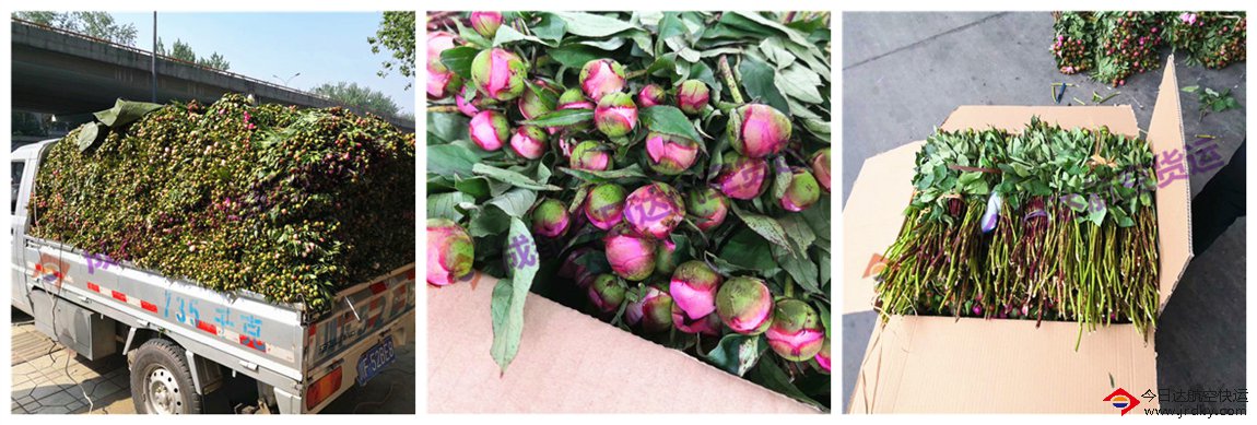 成都花卉航空運(yùn)輸