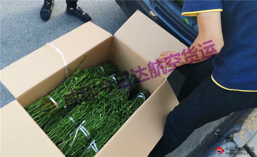 成都樹枝航空運輸