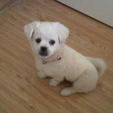 小型犬只航空快遞