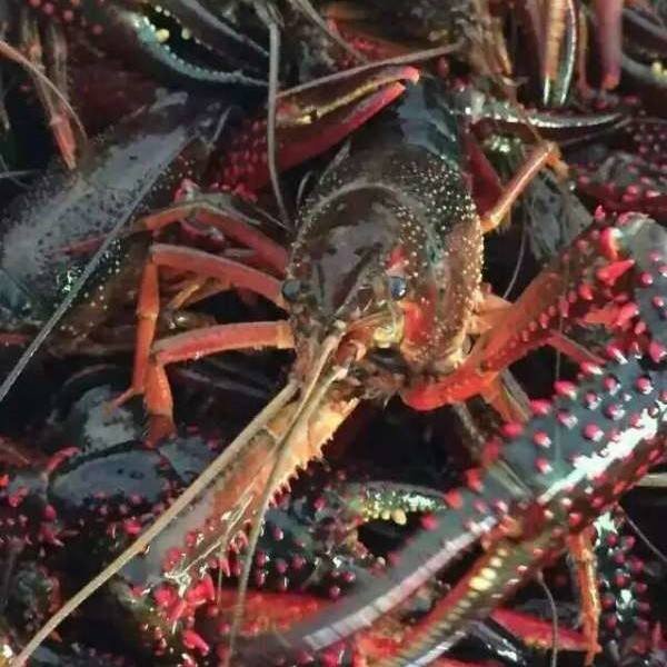 鮮活水產航空快遞