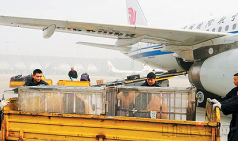 成都機場到鄂爾多斯快運當天件